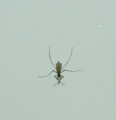 mosquito.jpg