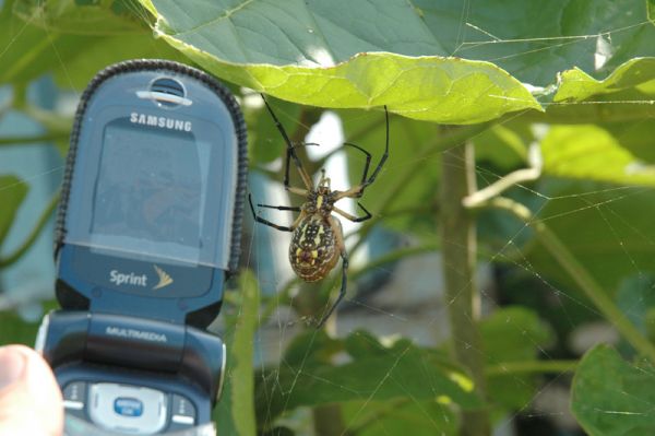 normal_spider_scale.jpg