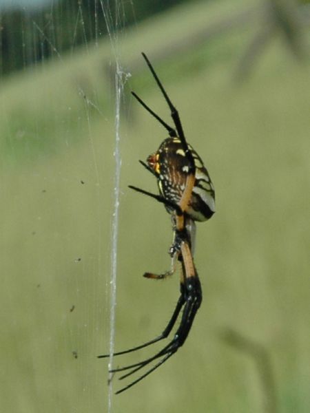 normal_spider_side.jpg